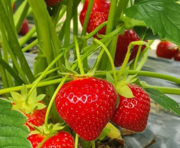 Дом отдыха Du Soleil Levant *